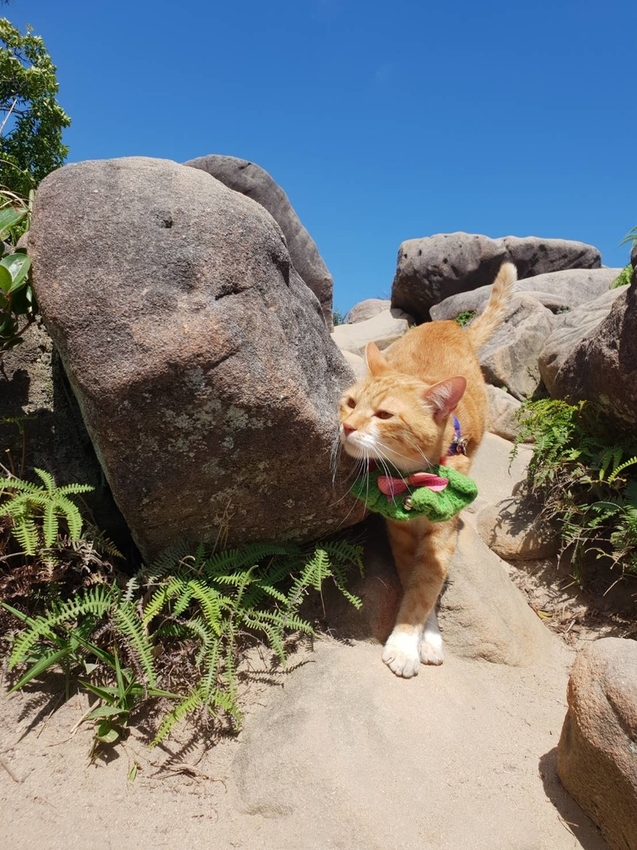 【台北.內湖】金面山步道剪刀石。辛巴蕊初次挑戰大岩壁。360度無死角觀看大台北盆地101+松山機場