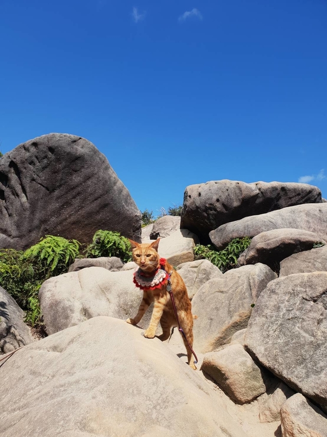 【台北.內湖】金面山步道剪刀石。辛巴蕊初次挑戰大岩壁。360度無死角觀看大台北盆地101+松山機場