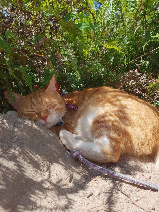 【台北.內湖】金面山步道剪刀石。辛巴蕊初次挑戰大岩壁。360度無死角觀看大台北盆地101+松山機場