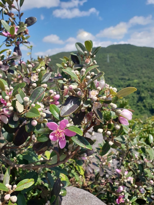 【台北.內湖】金面山步道剪刀石。辛巴蕊初次挑戰大岩壁。360度無死角觀看大台北盆地101+松山機場