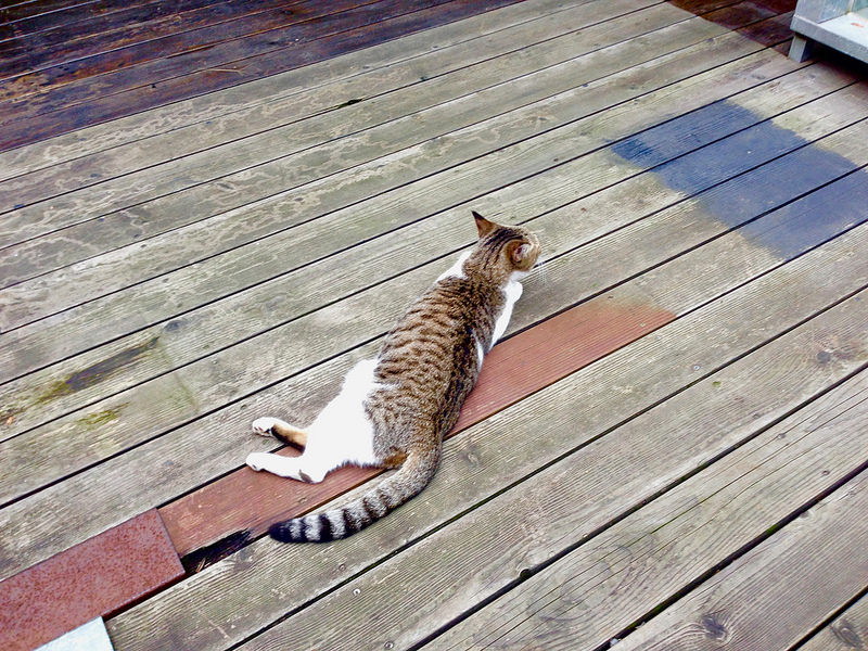 【美食。下午茶｜台北。台電大樓站】《找點心》師大商圈隱藏版甜點 懷舊木屋 手作洋梨巧克力塔&白巧克抹茶奇諾