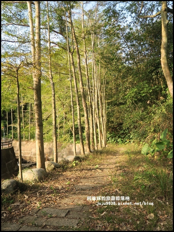 小葉欖仁秘境步道19.JPG