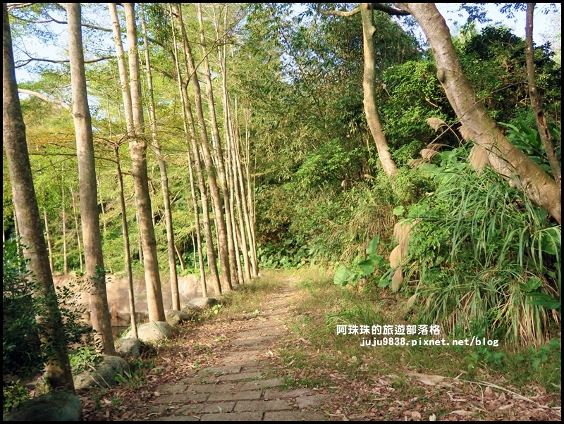 小葉欖仁秘境步道18.JPG