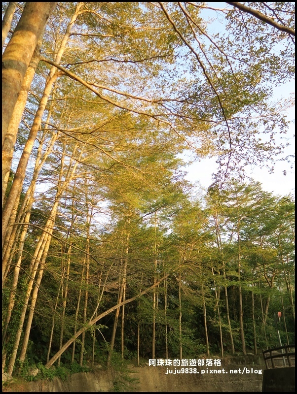 小葉欖仁秘境步道26.JPG