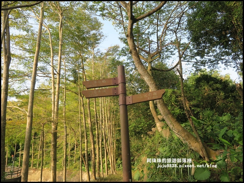 小葉欖仁秘境步道16.JPG