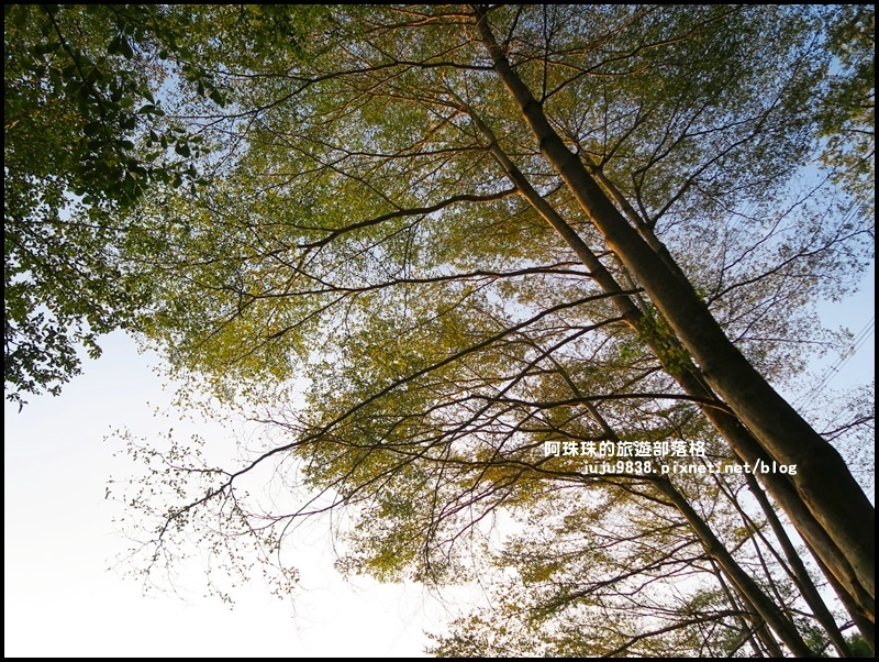 小葉欖仁秘境步道32.JPG