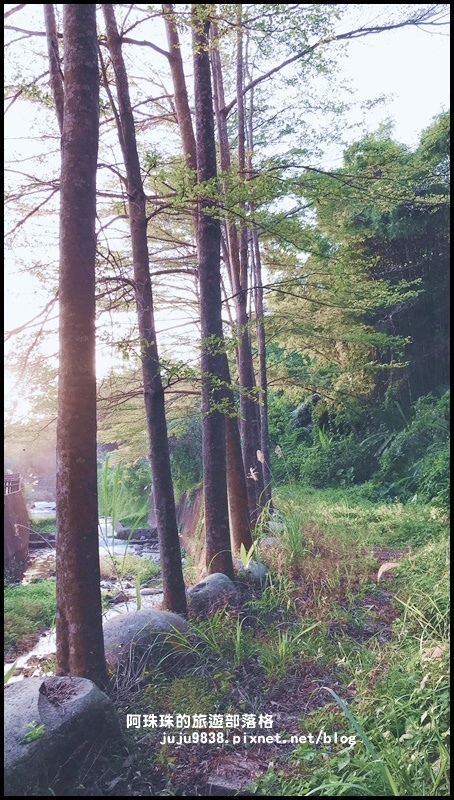 小葉欖仁秘境步道9.JPG