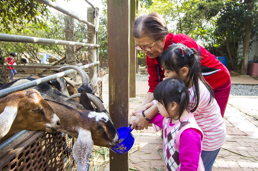 【台中親子景點】台中免門票景點｜益健乳羊牧場～市區就能餵羊、餵雞，牧草飼料只需20元