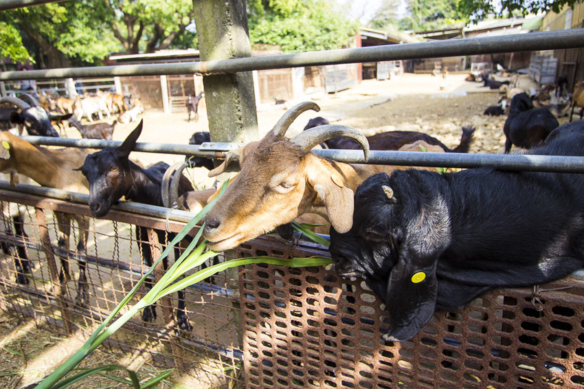 【台中親子景點】台中免門票景點｜益健乳羊牧場～市區就能餵羊、餵雞，牧草飼料只需20元