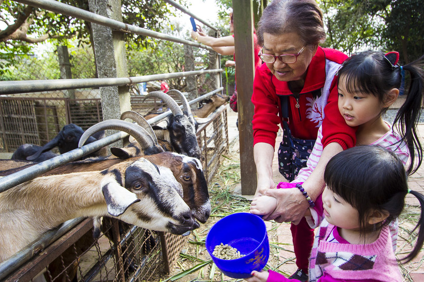 【台中親子景點】台中免門票景點｜益健乳羊牧場～市區就能餵羊、餵雞，牧草飼料只需20元