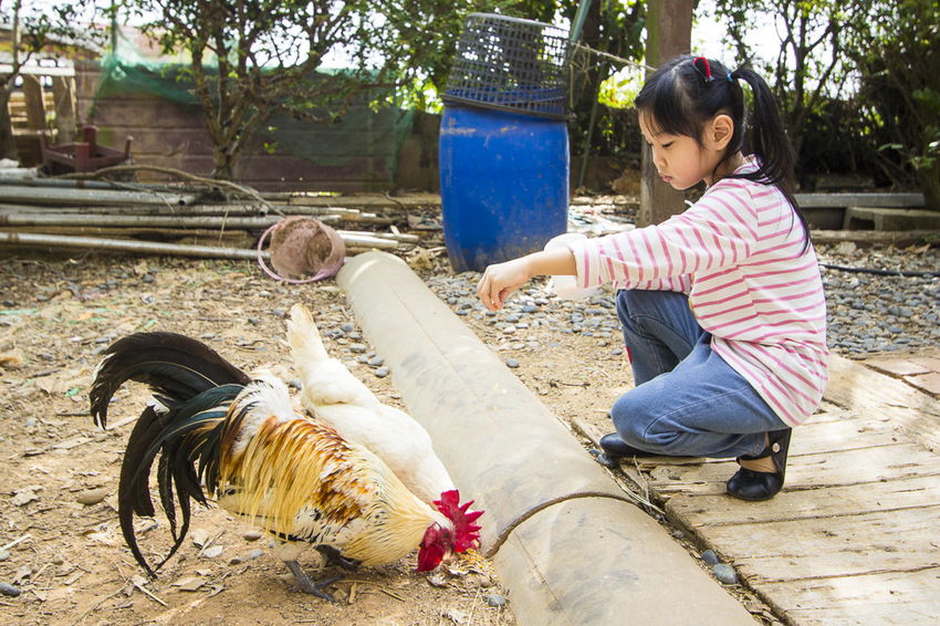 【台中親子景點】台中免門票景點｜益健乳羊牧場～市區就能餵羊、餵雞，牧草飼料只需20元