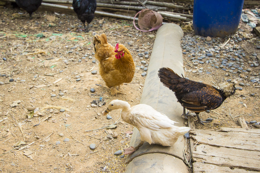 【台中親子景點】台中免門票景點｜益健乳羊牧場～市區就能餵羊、餵雞，牧草飼料只需20元
