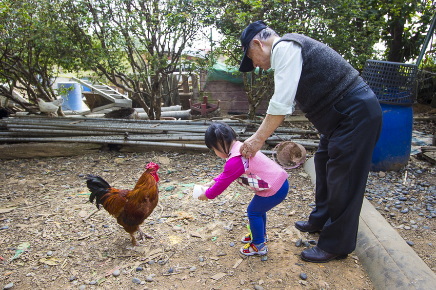 【台中親子景點】台中免門票景點｜益健乳羊牧場～市區就能餵羊、餵雞，牧草飼料只需20元