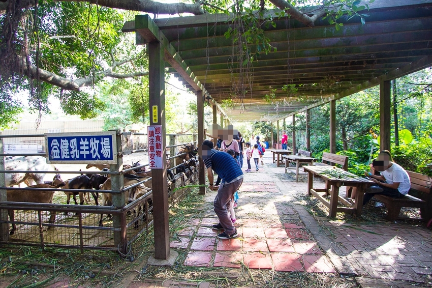 【台中親子景點】台中免門票景點｜益健乳羊牧場～市區就能餵羊、餵雞，牧草飼料只需20元