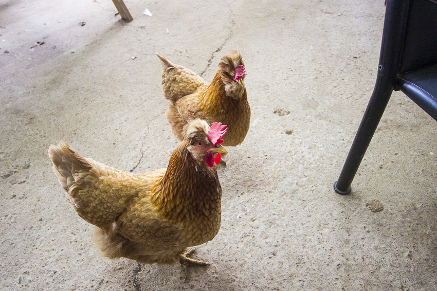 【台中親子景點】台中免門票景點｜益健乳羊牧場～市區就能餵羊、餵雞，牧草飼料只需20元