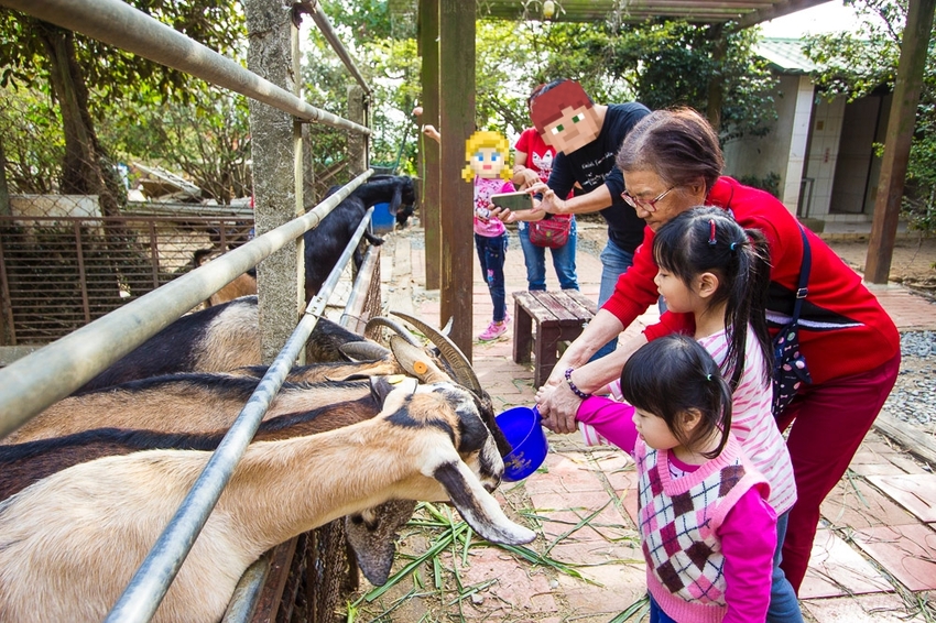 【台中親子景點】台中免門票景點｜益健乳羊牧場～市區就能餵羊、餵雞，牧草飼料只需20元