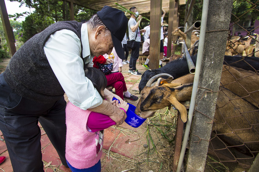 【台中親子景點】台中免門票景點｜益健乳羊牧場～市區就能餵羊、餵雞，牧草飼料只需20元