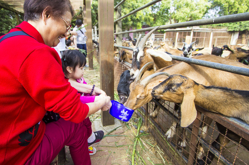 【台中親子景點】台中免門票景點｜益健乳羊牧場～市區就能餵羊、餵雞，牧草飼料只需20元