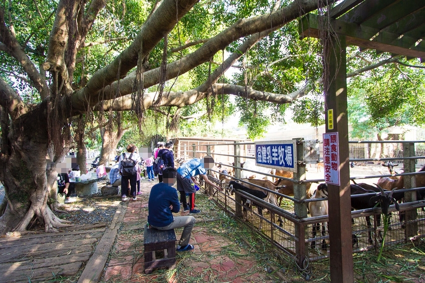 【台中親子景點】台中免門票景點｜益健乳羊牧場～市區就能餵羊、餵雞，牧草飼料只需20元