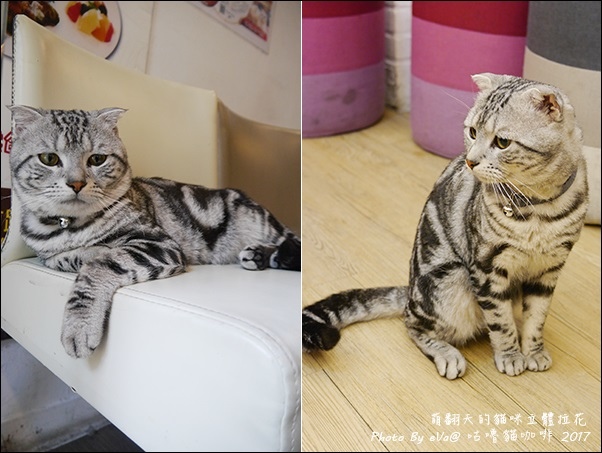 咕嚕貓咖啡-35.jpg
