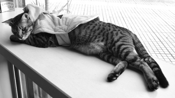 黑水工廠咖啡館Black Water Foundry：【台中西屯】黑水工廠咖啡館Black Water Foundry  工業風格可愛店貓