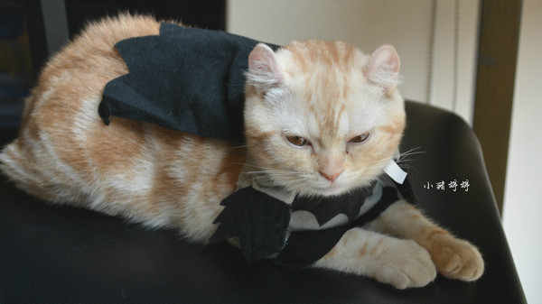 黑水工廠咖啡館Black Water Foundry：【台中西屯】黑水工廠咖啡館Black Water Foundry  工業風格可愛店貓