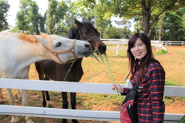 29號花園:【南投市景點】29號花園咖啡~八卦山139線道景觀餐廳/牧草餵馬/假日限定/澳洲茶樹迷宮/多肉植物