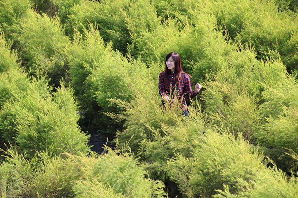 29號花園:【南投市景點】29號花園咖啡~八卦山139線道景觀餐廳/牧草餵馬/假日限定/澳洲茶樹迷宮/多肉植物