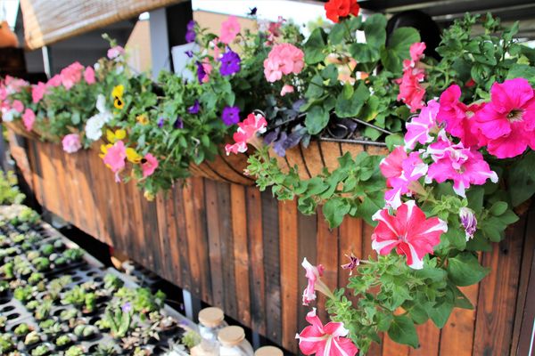 29號花園:【南投市景點】29號花園咖啡~八卦山139線道景觀餐廳/牧草餵馬/假日限定/澳洲茶樹迷宮/多肉植物