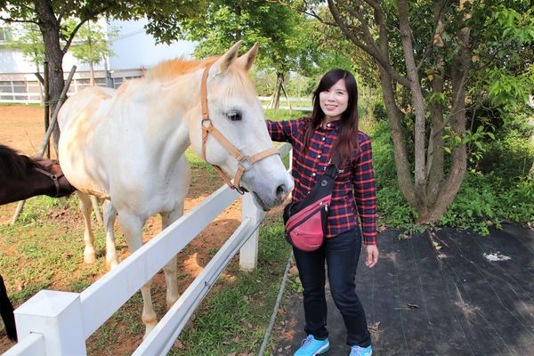 29號花園:【南投市景點】29號花園咖啡~八卦山139線道景觀餐廳/牧草餵馬/假日限定/澳洲茶樹迷宮/多肉植物