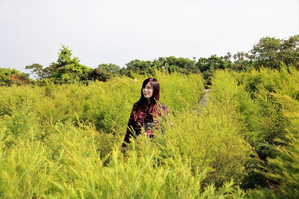 29號花園:【南投市景點】29號花園咖啡~八卦山139線道景觀餐廳/牧草餵馬/假日限定/澳洲茶樹迷宮/多肉植物