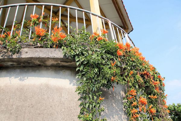 29號花園:【南投市景點】29號花園咖啡~八卦山139線道景觀餐廳/牧草餵馬/假日限定/澳洲茶樹迷宮/多肉植物