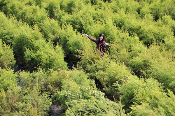 29號花園:【南投市景點】29號花園咖啡~八卦山139線道景觀餐廳/牧草餵馬/假日限定/澳洲茶樹迷宮/多肉植物