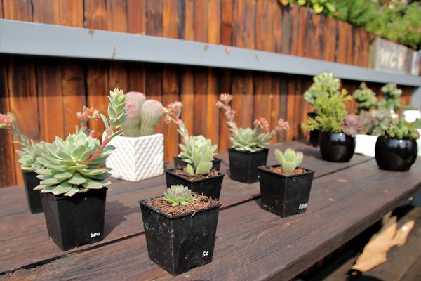 29號花園:【南投市景點】29號花園咖啡~八卦山139線道景觀餐廳/牧草餵馬/假日限定/澳洲茶樹迷宮/多肉植物