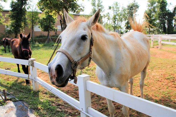 29號花園:【南投市景點】29號花園咖啡~八卦山139線道景觀餐廳/牧草餵馬/假日限定/澳洲茶樹迷宮/多肉植物