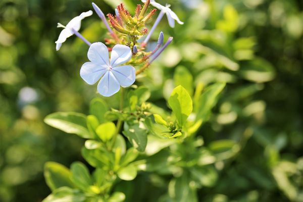 29號花園:【南投市景點】29號花園咖啡~八卦山139線道景觀餐廳/牧草餵馬/假日限定/澳洲茶樹迷宮/多肉植物