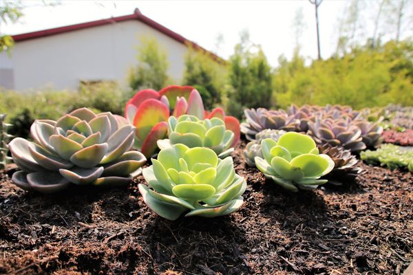 29號花園:【南投市景點】29號花園咖啡~八卦山139線道景觀餐廳/牧草餵馬/假日限定/澳洲茶樹迷宮/多肉植物