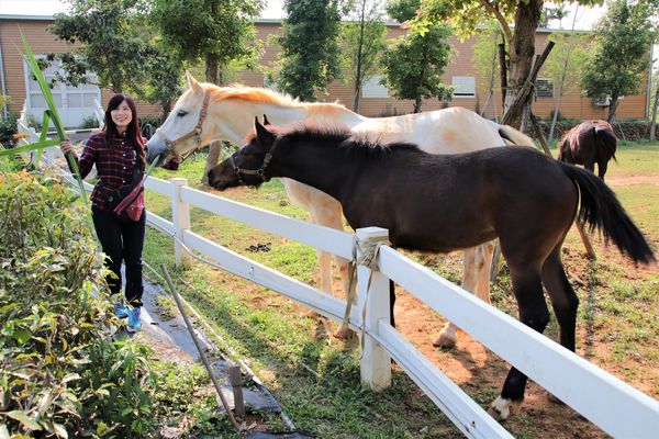 29號花園:【南投市景點】29號花園咖啡~八卦山139線道景觀餐廳/牧草餵馬/假日限定/澳洲茶樹迷宮/多肉植物