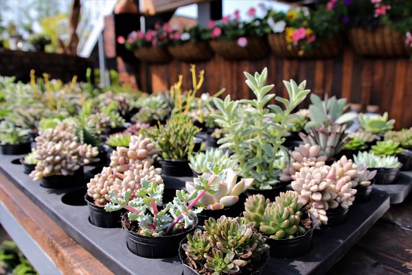 29號花園:【南投市景點】29號花園咖啡~八卦山139線道景觀餐廳/牧草餵馬/假日限定/澳洲茶樹迷宮/多肉植物