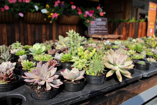 29號花園:【南投市景點】29號花園咖啡~八卦山139線道景觀餐廳/牧草餵馬/假日限定/澳洲茶樹迷宮/多肉植物