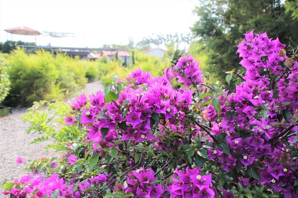 29號花園:【南投市景點】29號花園咖啡~八卦山139線道景觀餐廳/牧草餵馬/假日限定/澳洲茶樹迷宮/多肉植物