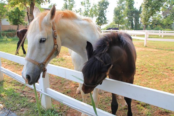 29號花園:【南投市景點】29號花園咖啡~八卦山139線道景觀餐廳/牧草餵馬/假日限定/澳洲茶樹迷宮/多肉植物