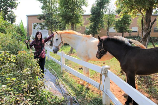 29號花園:【南投市景點】29號花園咖啡~八卦山139線道景觀餐廳/牧草餵馬/假日限定/澳洲茶樹迷宮/多肉植物