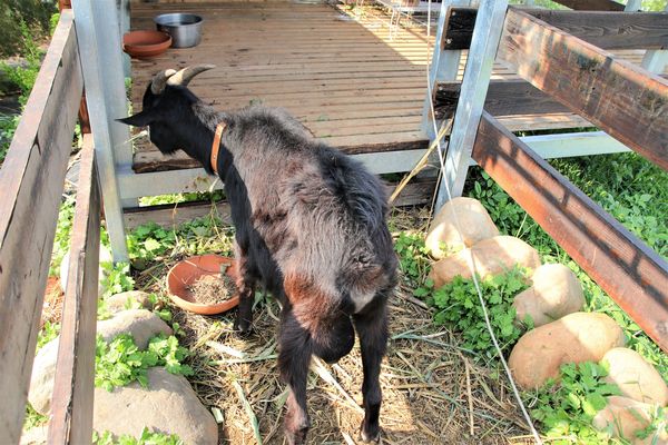 29號花園:【南投市景點】29號花園咖啡~八卦山139線道景觀餐廳/牧草餵馬/假日限定/澳洲茶樹迷宮/多肉植物