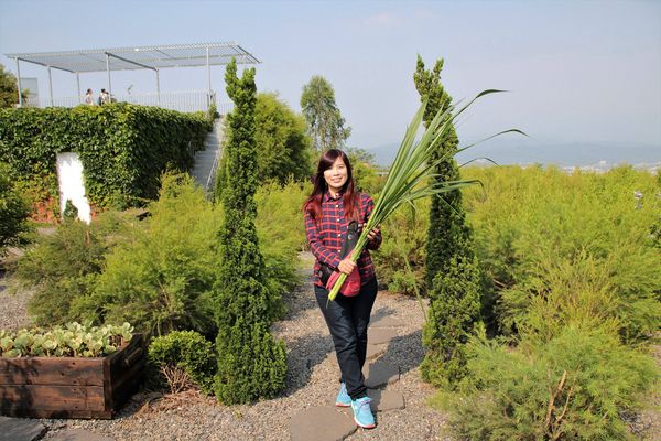 29號花園:【南投市景點】29號花園咖啡~八卦山139線道景觀餐廳/牧草餵馬/假日限定/澳洲茶樹迷宮/多肉植物