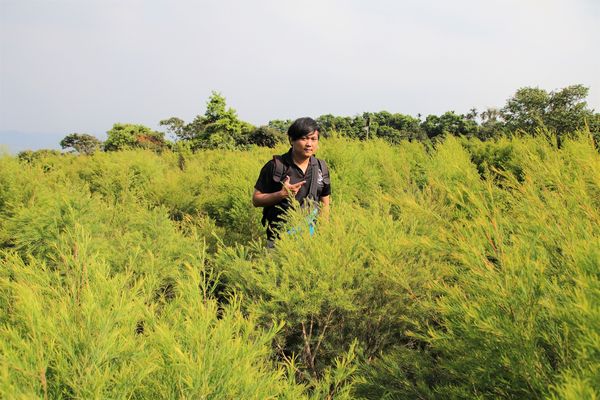 29號花園:【南投市景點】29號花園咖啡~八卦山139線道景觀餐廳/牧草餵馬/假日限定/澳洲茶樹迷宮/多肉植物