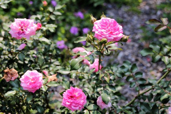 29號花園:【南投市景點】29號花園咖啡~八卦山139線道景觀餐廳/牧草餵馬/假日限定/澳洲茶樹迷宮/多肉植物