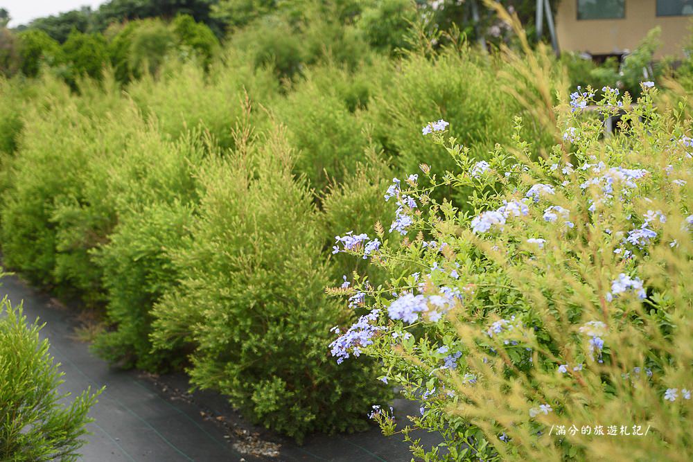 南投市景點》29號花園 南投139縣道景觀咖啡廳 離天空最近的茶樹林園 - 滿分的旅遊札記