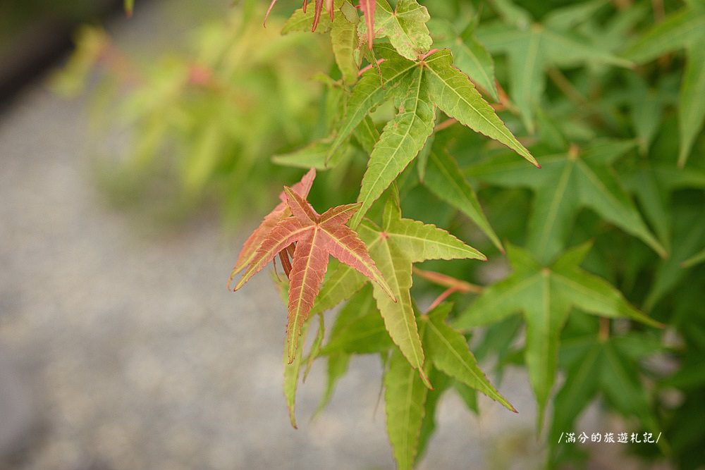南投市景點》29號花園 南投139縣道景觀咖啡廳 離天空最近的茶樹林園 - 滿分的旅遊札記