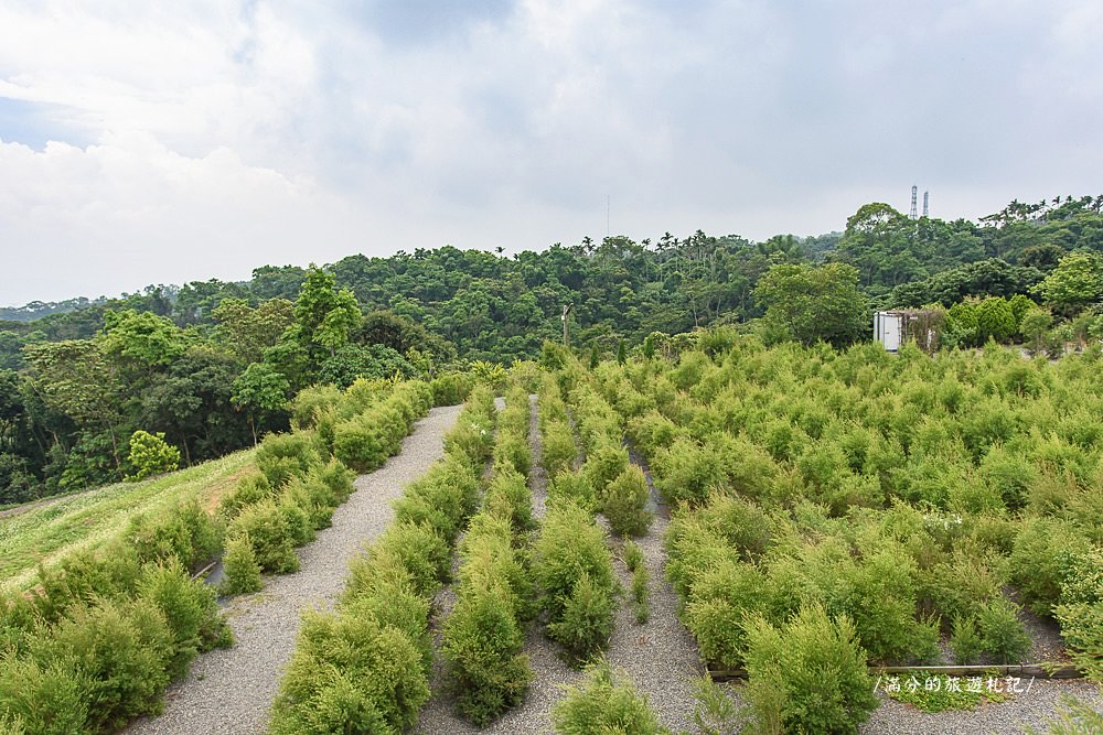 南投市景點》29號花園 南投139縣道景觀咖啡廳 離天空最近的茶樹林園 - 滿分的旅遊札記